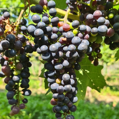 Accent 20250812 121552